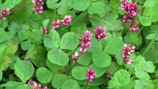 Clover and Pennsylvania smartweed flowers (Polygonum pensylvanicum).