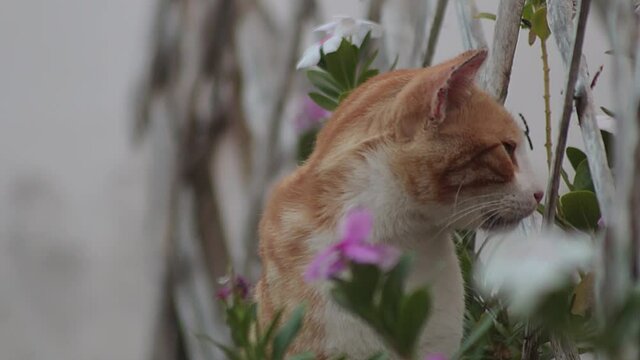 Orange cat sitting by fence and plants outdoors looking at his sides