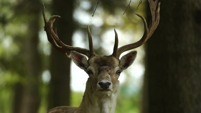 Whitetail deer with beautiful large horns looking straight to camera, closeup