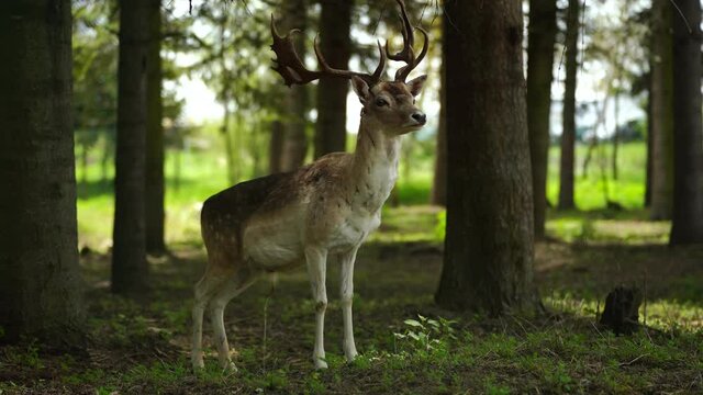 Whitetail deer pee inside forest, staying alert surrounded by trees