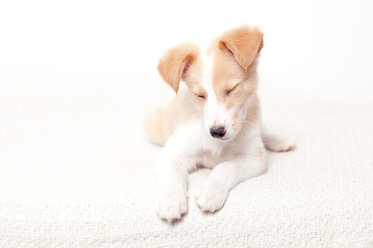 Cute bright happy puppy sleeps on the couch. The picture is in light colors.