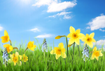 Plakat Beautiful blooming yellow daffodils outdoors on sunny day