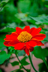 red dahlia flower