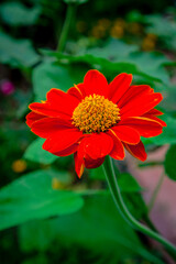 red gerbera flower