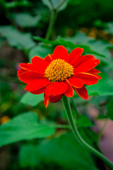 red dahlia flower