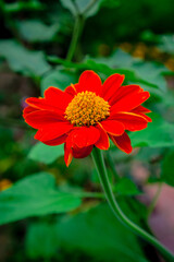 red dahlia flower