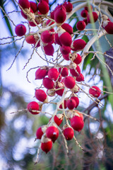 red berries on a branch