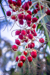 red berries on a branch