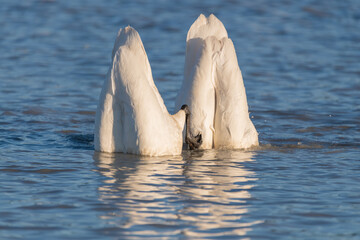 Two white arctic tundra trumpeter swans with butts, bums up in air feeding in open, cold, blue prisinte water in northern Canada. Taken on their migration route at Marsh Lake, Yukon. 