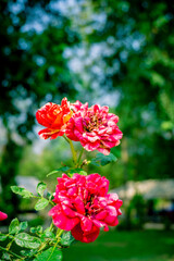 red and white flowers