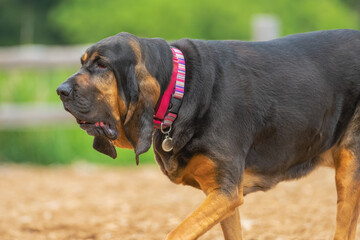 2021-05-05 A SIDE PHOTOGRAPH OF AN ELDERLY BALCK AND TAN BLOOD HOUND