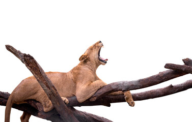 Isolated lion on white background, one female lion yawning on big brunch of a tree. Lazy lion is yawning while resting on a tree.