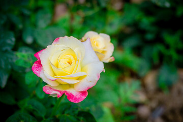 single yellow rose