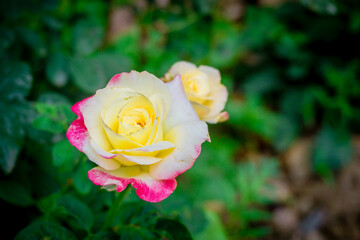 single yellow rose