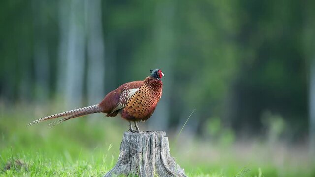 Ringneck Pheasant ( Phasianus colchicus ) male