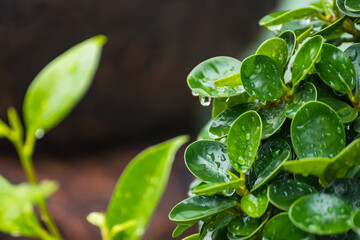 The day was heavy rain, the weather was overcast. Rain drops on green leaves
