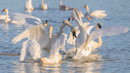 Flock of swans in aggressive stance, fighting in open waters with wings spread and open during migration in April. Wild birds in natural, wilderness environment.   © Scalia Media