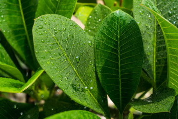 The day was heavy rain, the weather was overcast. Rain drops on green leaves