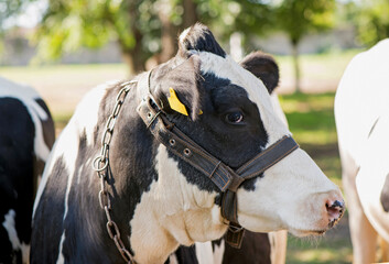 Obraz premium cows in a farm. Dairy cows in a farm.