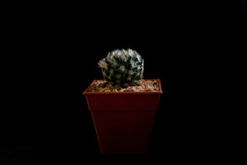Top view photo fresh green cactus in pot and little stone ,decoration flower garden outside with black background. 