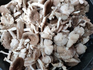 group of mushrooms