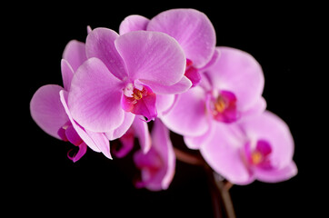 beautiful purple Phalaenopsis orchid flowers, on black background