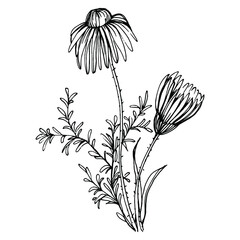 Chamomile by hand drawing. Daisy wheel floral tattoo highly detailed in line art style concept. Black and white clip art isolated on white background. Antique vintage engraving illustration.