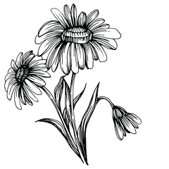 Chamomile by hand drawing. Daisy wheel floral tattoo highly detailed in line art style concept. Black and white clip art isolated on white background. Antique vintage engraving illustration.