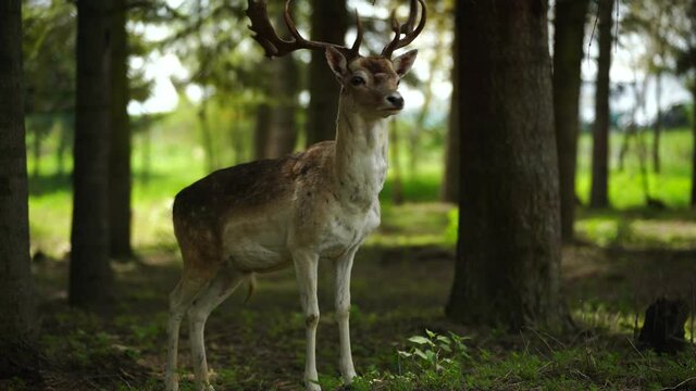 Whitetail male deer walking slowly through trees of forest and staying alert