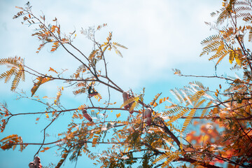 Fresh Tamarind tree against blue skies view from below in tropical southern parts of Sri Lanka,