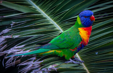 Rainbow Lorikeet on Palm