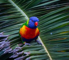 Rainbow Lorikeet on Palm