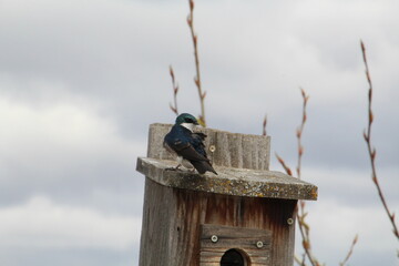 Tree Swallow Looking Around, Pylypow Wetlands, Edmonton, Alberta