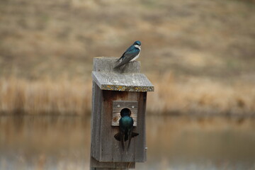 Tree Swallows Nesting, Pylypow Wetlands, Edmonton, Alberta