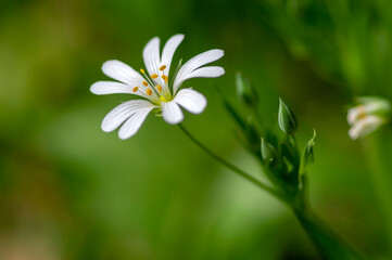 Rabalera Stellaria holostea greater stitchwort perennial flowers in bloom, group of white flowering plants on green background