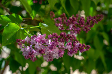 Syringa vulgaris violet purple flowering bush, groups of scented flowers on branches in bloom, common wild lilac tree