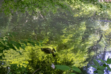 緑の映った水面の池を泳ぐカモ