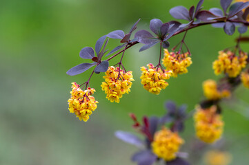 Fototapeta premium Berberis thunbergii japanese barberry ornamental flowering shrub, group of beautiful small yellow petal flowers in bloom