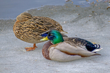 Duck and drake sit on melting ice close-up