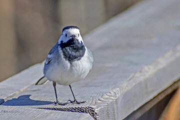 A wagtail sits on a wooden handrail in the rays of the spring sun close-up