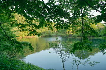 新緑に包まれるドッコ沼（山形蔵王）