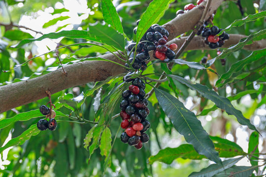 A bunch of organic Jambolan plum fruits on the tree.