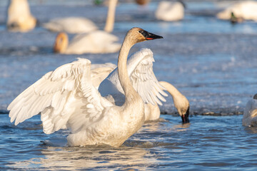 Arctic swan flapping wings, moving in open, outdoor natural area of Canada during migration stopover. Taken in Marsh Lake, Yukon on a sunny afternoon. 