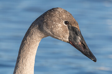 Close up view of a tundra trumpeter swan with blue water background in natural environment. Eyes looking directly at the camera. Close detail on face feathers and black beak. 