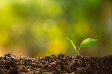 Small plant on pile of soil.New life.Growing trees leader trees Planting trees.Save world concept