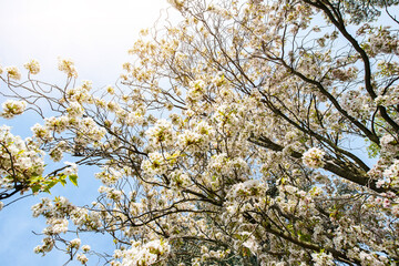 cherry tree blooming with sky