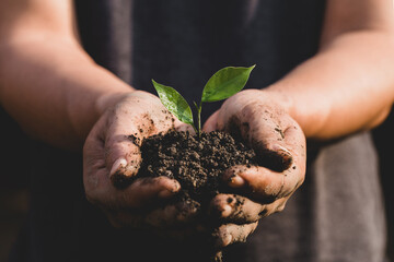 Environment Earth Day In the hands of trees growing seedlings.Man hand holding green plant growing...