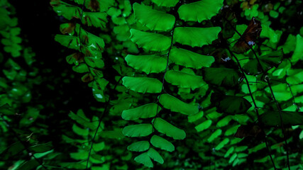 Greens..... Garden....