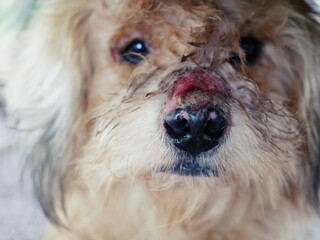 The dog has purulent scars on the nose.