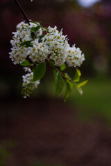 Obraz premium flowers on a tree